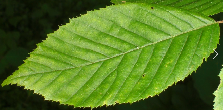 term image