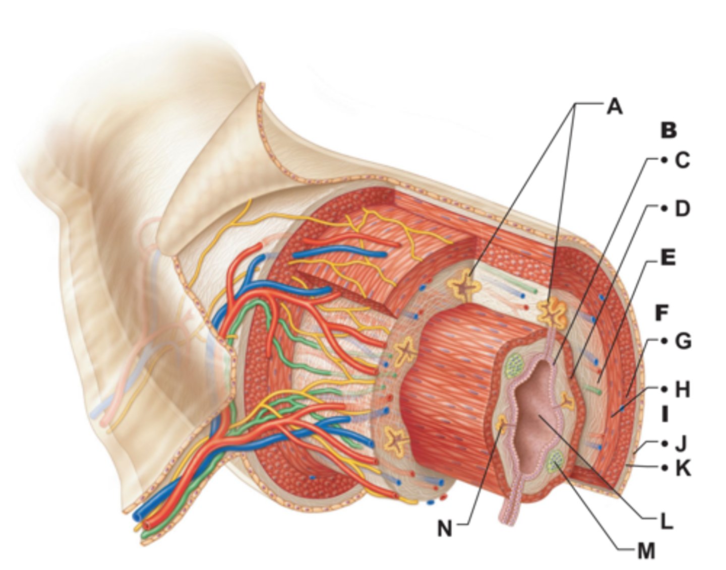 <p>M</p>