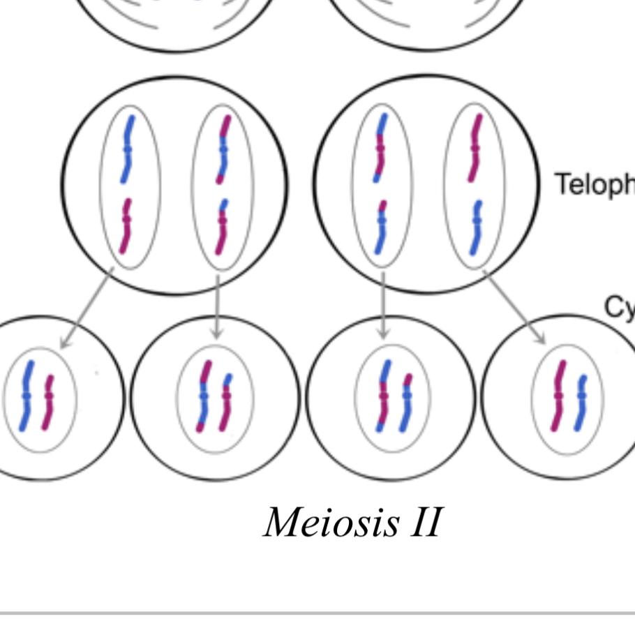 <p>meiosis two, telophase</p>