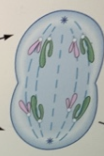 <p>Anaphase (3rd phase)</p>