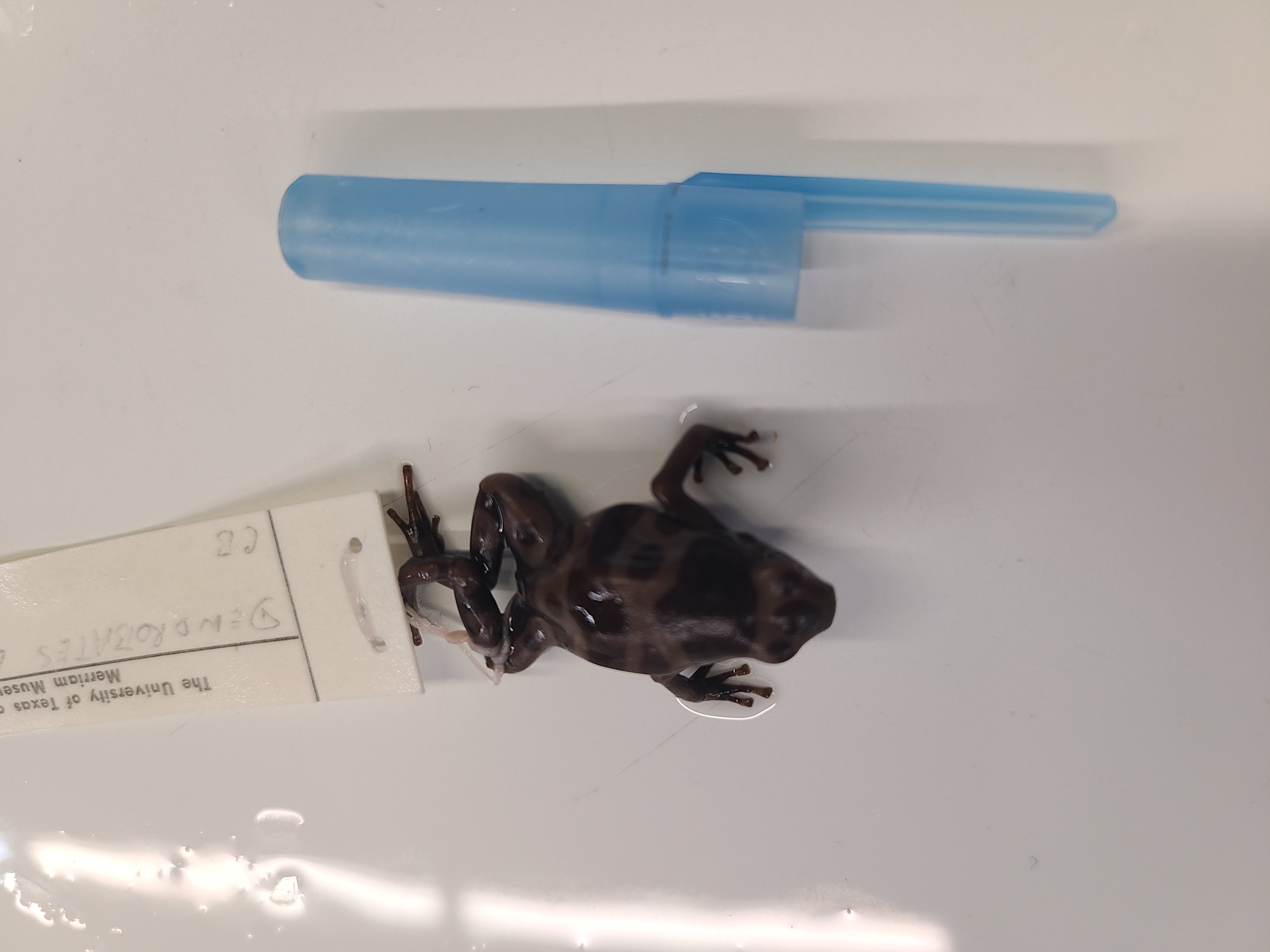 <p>Scientific name and distinguishing features</p>