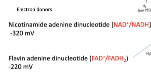 Each coenzyme      