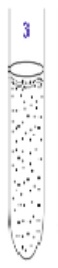 <p>What are facultative anaerobic</p>