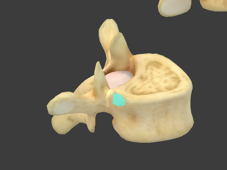 <p>what component of thoracic vertebrae is this? (thoracic vertebrae only contain this)</p>