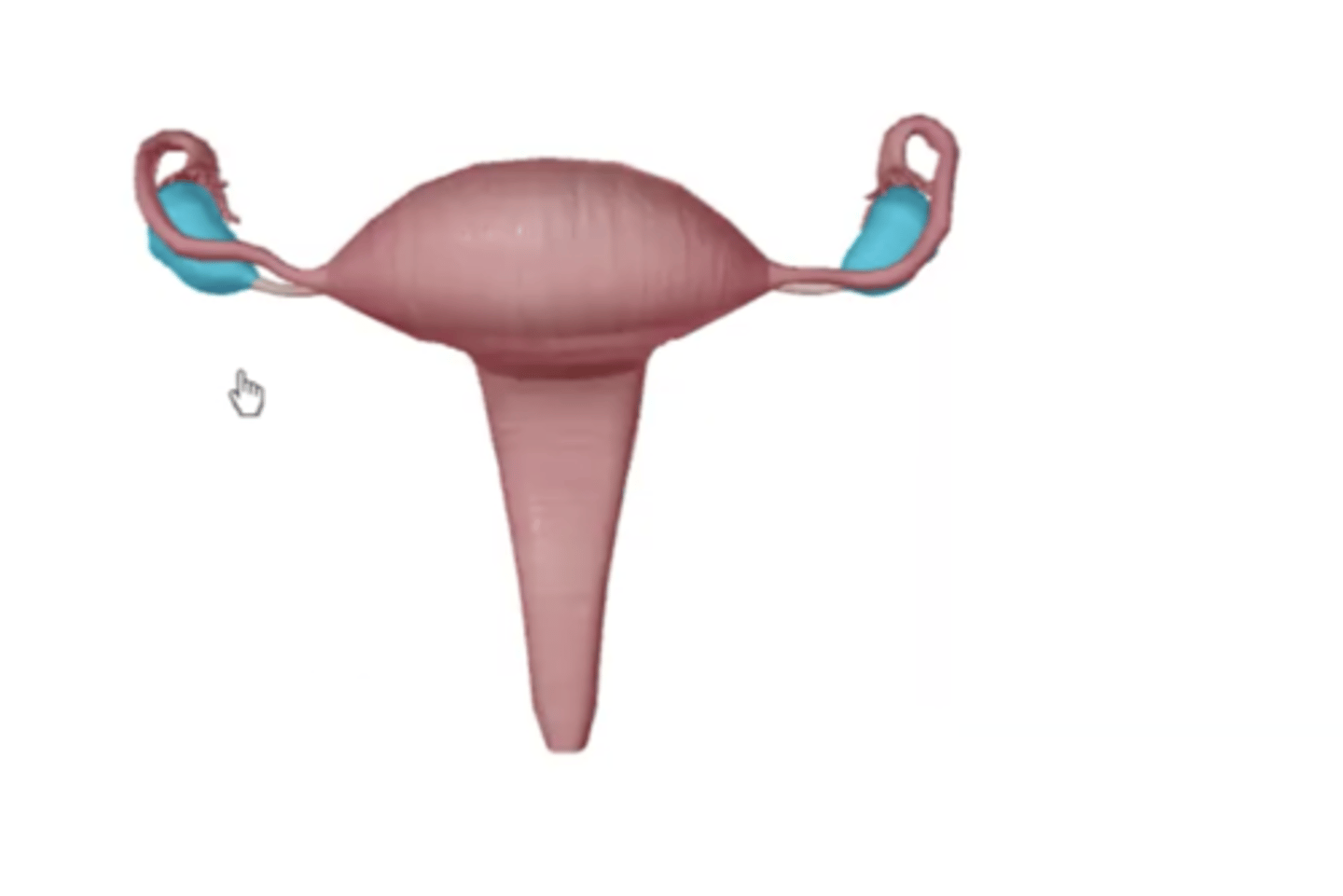 <p>suprapubic</p>