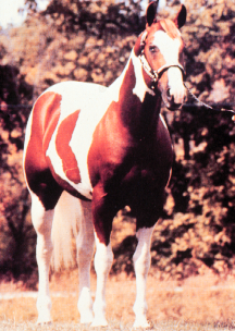 <p>Tobiano</p>