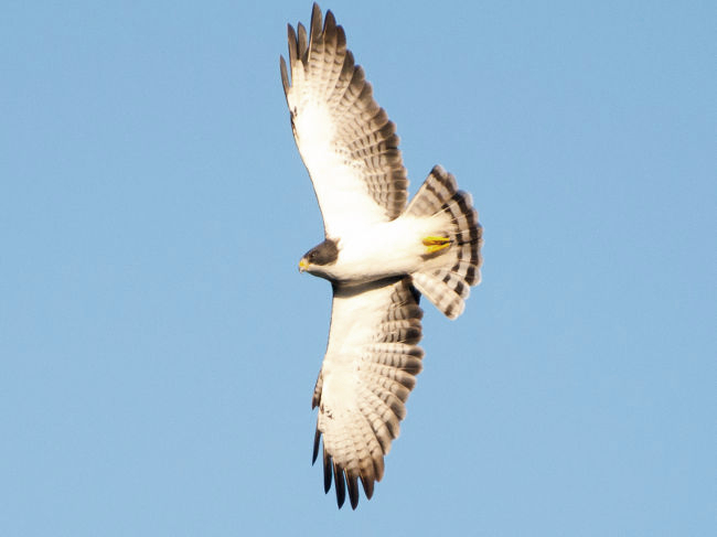 <p>Short-tailed Hawk</p>