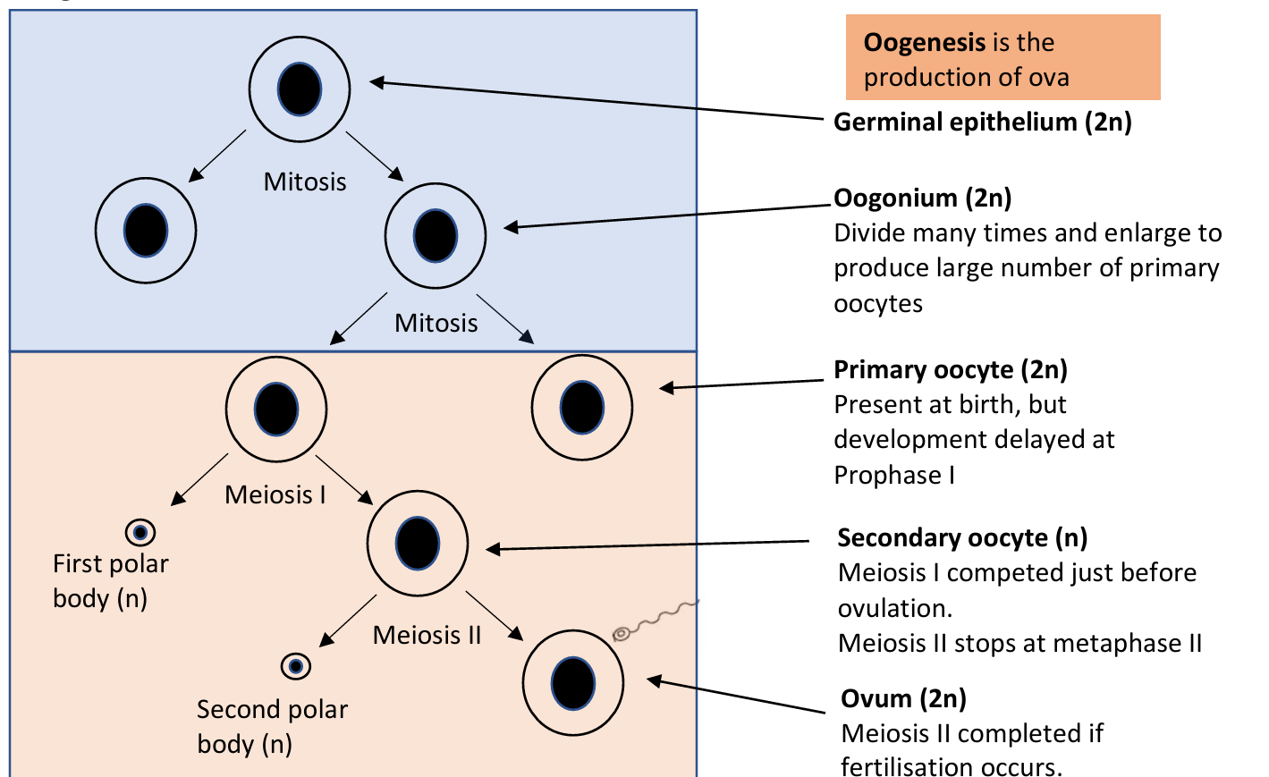 <p>1) Hormones stimulate the primary follicles to develop further. A primary oocyte completes meiosis I, making a secondary oocyte. The other product is the first polar body.</p><p></p><p>2) The primary follicle develops into a secondary follicle. It migrates to the surface of the ovary where it bursts and releases the secondary oocyte, in a process called ovulation</p><p></p><p>3) The secondary oocyte begins meiosis II but stop s at metaphase II unless fertilisation takes place</p>