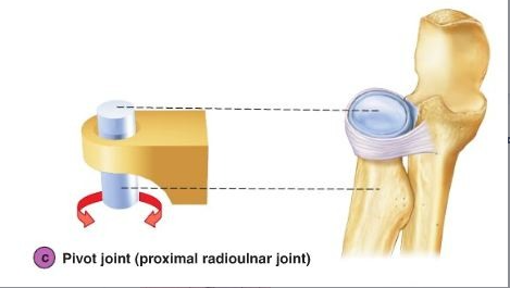 <p><span style="background-color: transparent;"><span>Pivot</span></span></p>