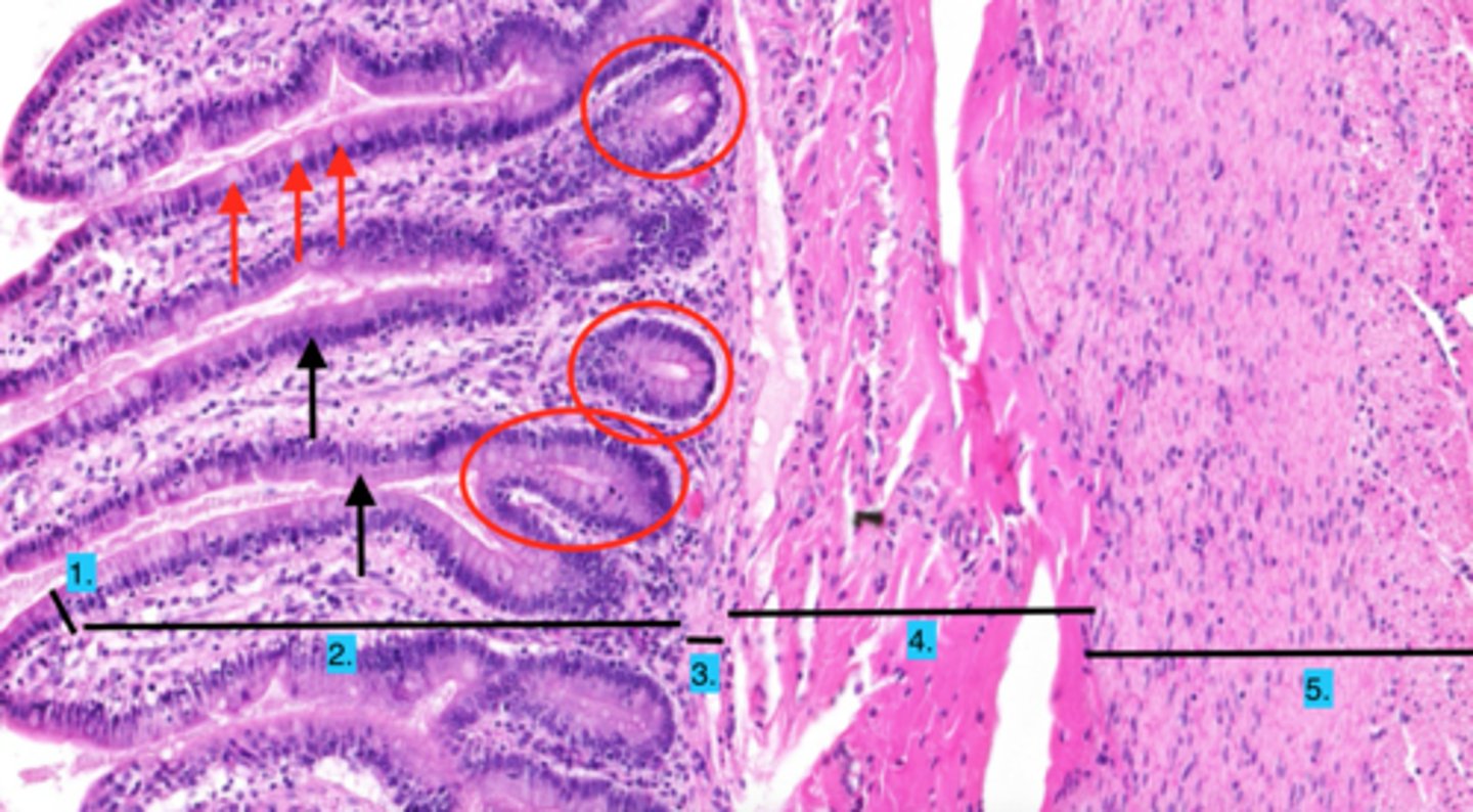 knowt flashcard image
