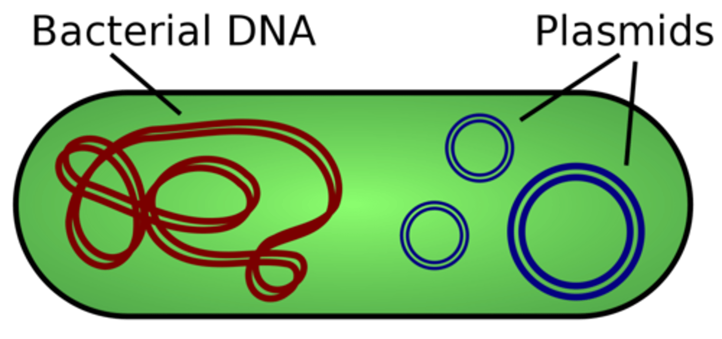 <p>True. Plasmid DNA is not necessary for the survival of the bacteria, so it is not considered part of the bacteria's genome.</p>