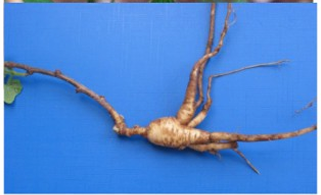 <p><strong>Panax ginseng</strong></p><p>Araliaceae</p><p>(họ Nhân sâm).</p>