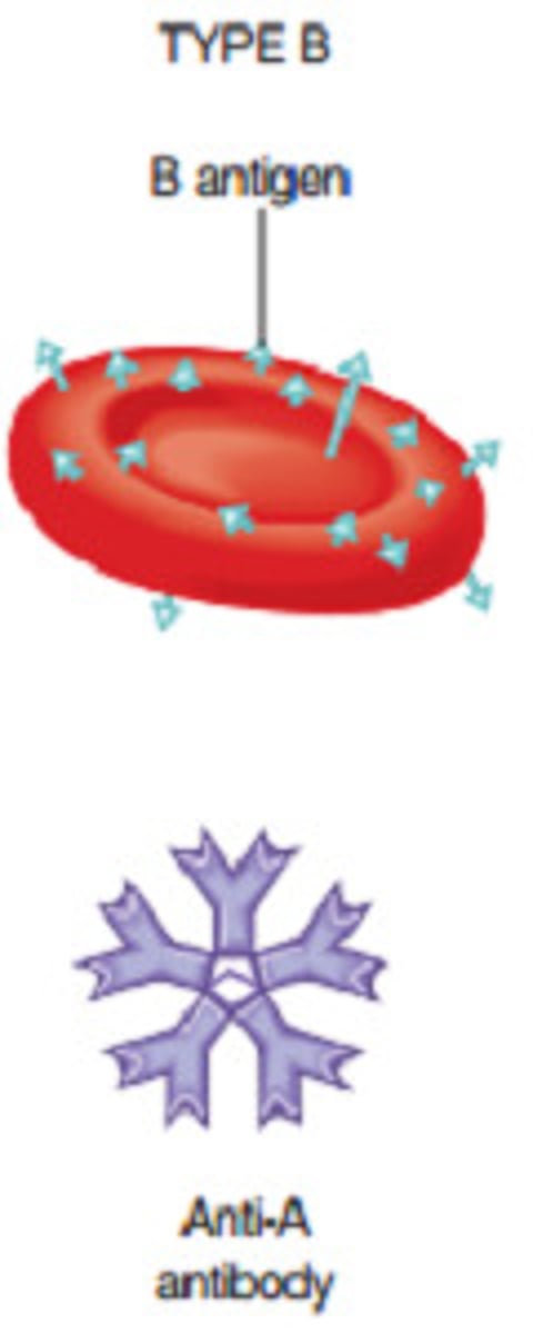 <p>B Antigen on surface</p><p>Anti-A antibody in blood plasma</p><p>Can Receive Blood from those with Type B or Type O</p>