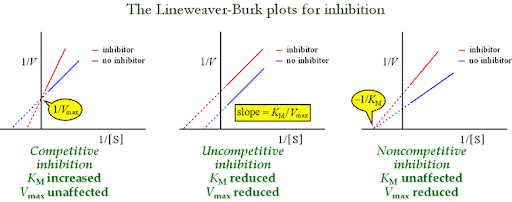 <ul><li><p><strong>Competitive</strong>: look like substrate, bind the active site. ↑Km, Vmax same. </p></li><li><p><strong>Noncompetitive</strong>: bind elsewhere, block catalysis. Vmax ↓, Km same. </p></li><li><p><strong>Uncompetitive</strong>: bind only ES complex. Both Vmax ↓ and Km ↓.</p></li></ul><p></p>