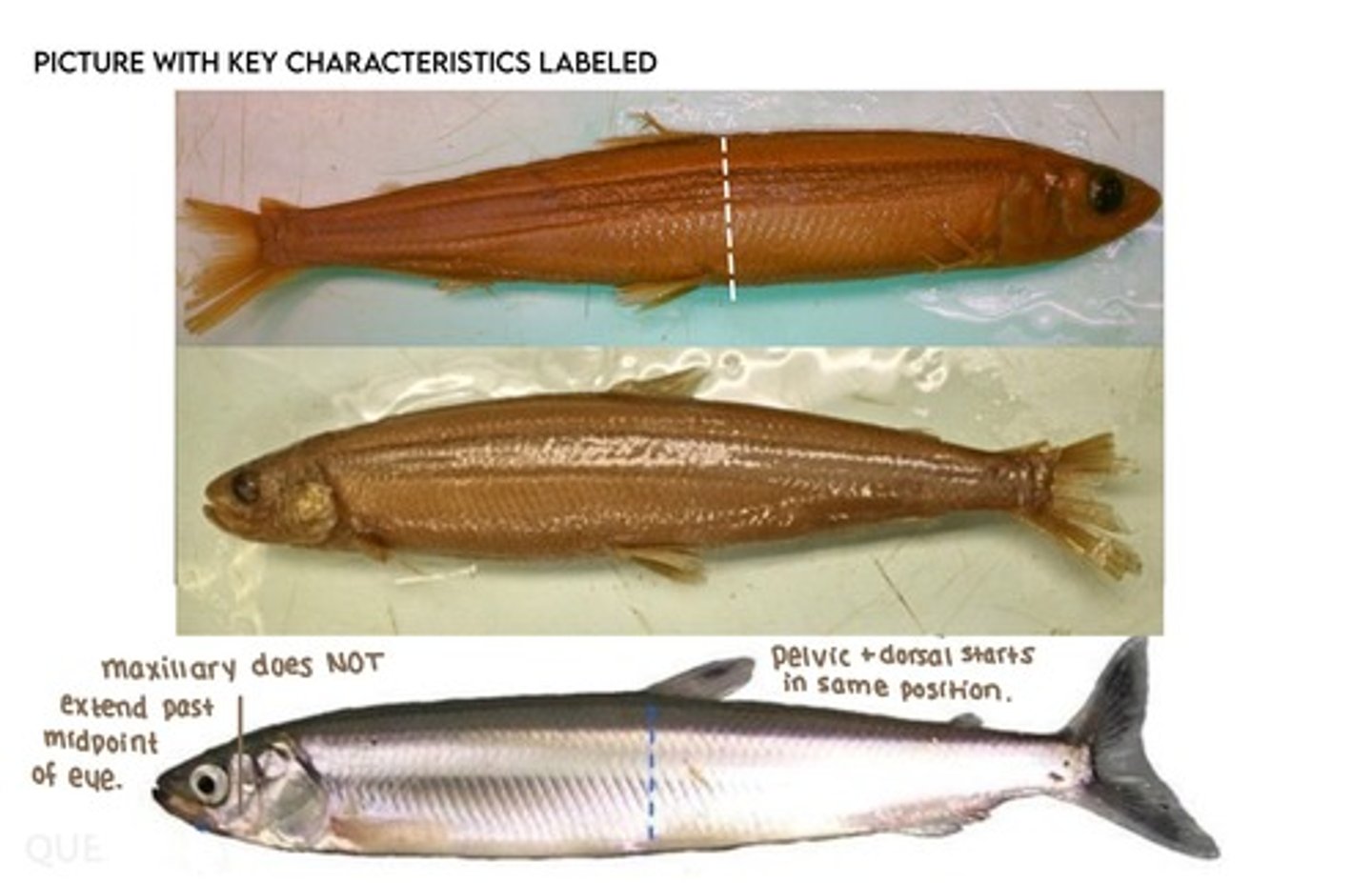 <p>Surf smelt</p><p>-maxillary does not extend past eye</p><p>-chunkier body</p><p>-eye SMALLER size to caudal peduncle</p>