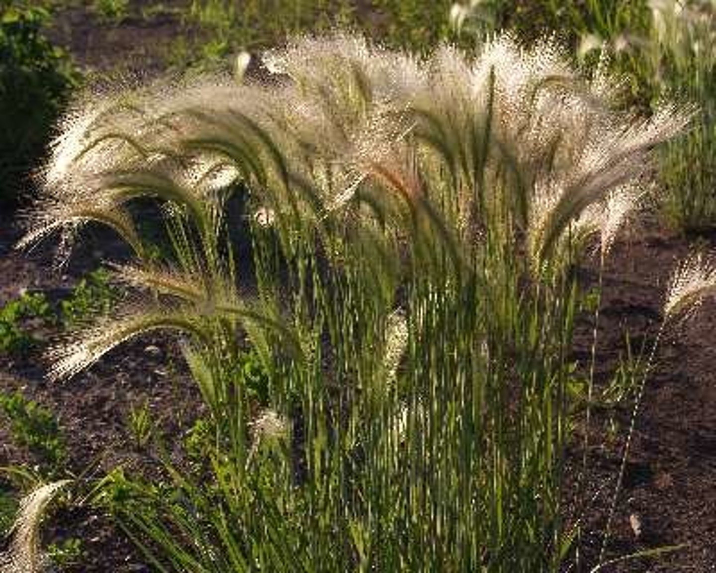 <p>Hordeum jubatum</p>