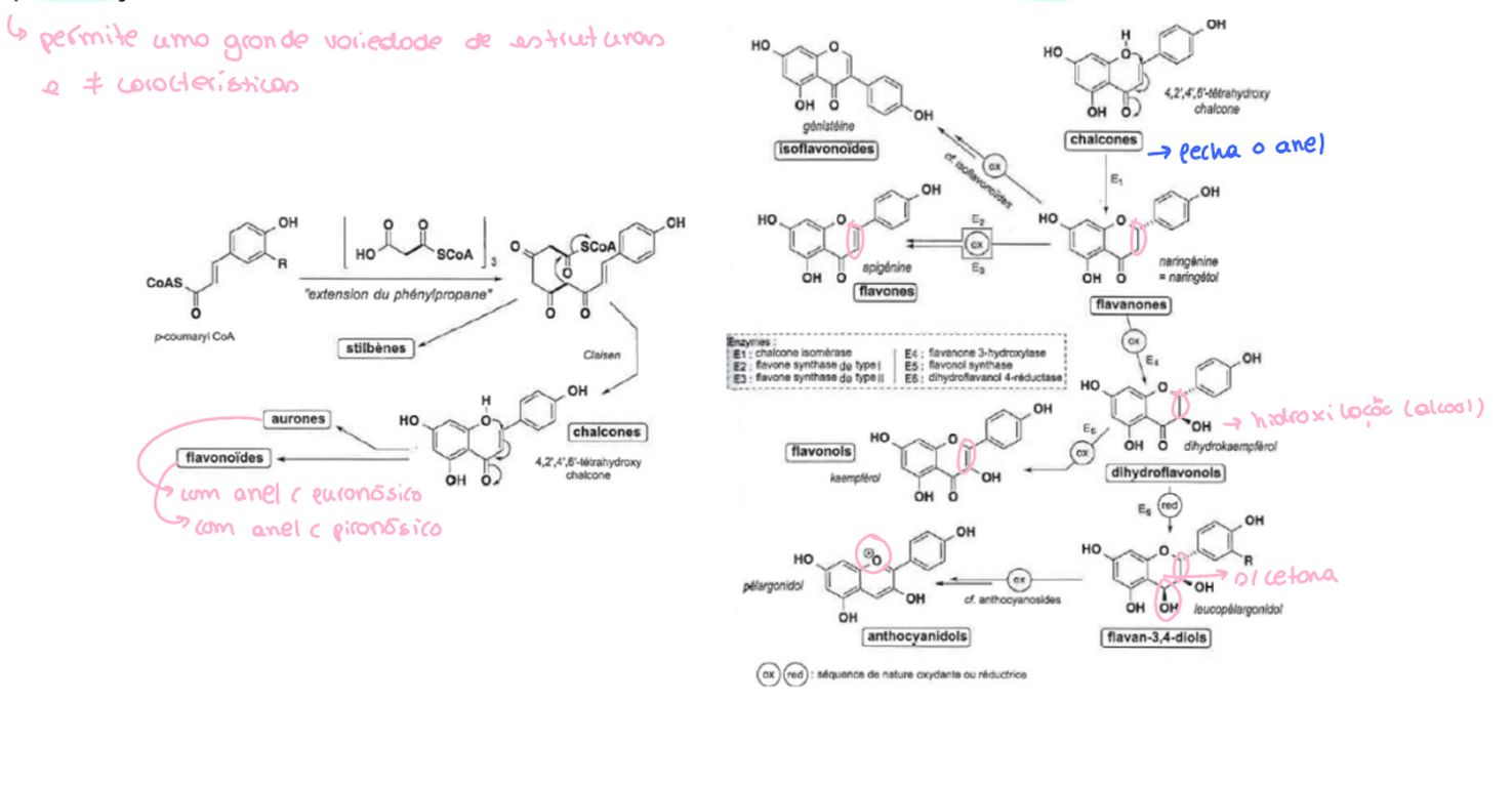 <p>Molécula percursora: cumaril- coA (ativa); ligação a 3 mol de malonil-coA (via acetato)- origina as chalconas (sem anel c).</p><p>Auronas: anel furanósico</p><p>Flavonoides: anel piranósico </p>