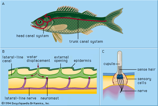 <p> Collection of hair cells embedded in gelatinous wedge- shaped mass (cupula)</p>