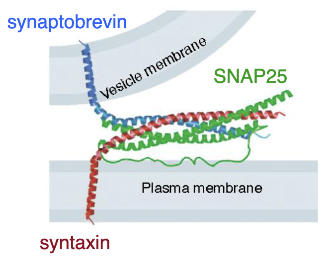 <ul><li><p>synaptobrevin</p></li><li><p>SNAP25</p></li><li><p>syntaxin</p></li></ul><p>(Many of these proteins are the same as those involved in non-synaptic vesicle release such as the exocytosis of peptide hormones)</p>