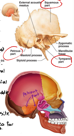 <p>Found in the internal aspect of the temporal bone. It contributes to cranial base, and houses inner and middle ear cavities.</p>