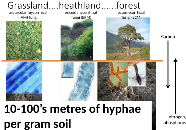 <p>What are <strong>mycorrhizas?</strong></p><p>What is this mutualism based on?</p><p>What % of land plants form associations with soil fungi?</p><ul><li><p><em><span>Carbon moves from the autotrophic plant to the heterotrophic fungus.​</span></em></p></li><li><p><em><span>Scarce mineral soil nutrients (e.g. phosphorus) are efficiently scavenged by the fungus and transported to host plant.</span></em></p></li><li><p><em><span>Read diagram</span></em></p></li></ul>