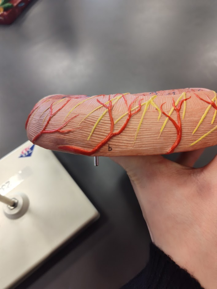 <p>great curvature of stomach </p>