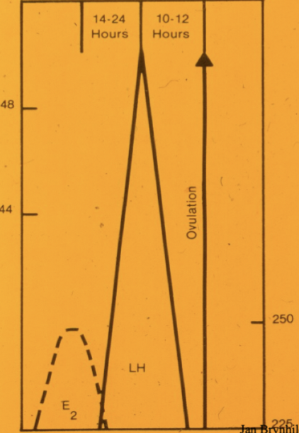 <p>Östrogen har en negtiv feedback på LH förutom vid höga nivåer; det har en positiv feedback vid höga nivåer. LH-toppen leder till ovulation som sker ett halv dygn innan ovulation. </p><p>Här får även FSH en liten stegring. </p>
