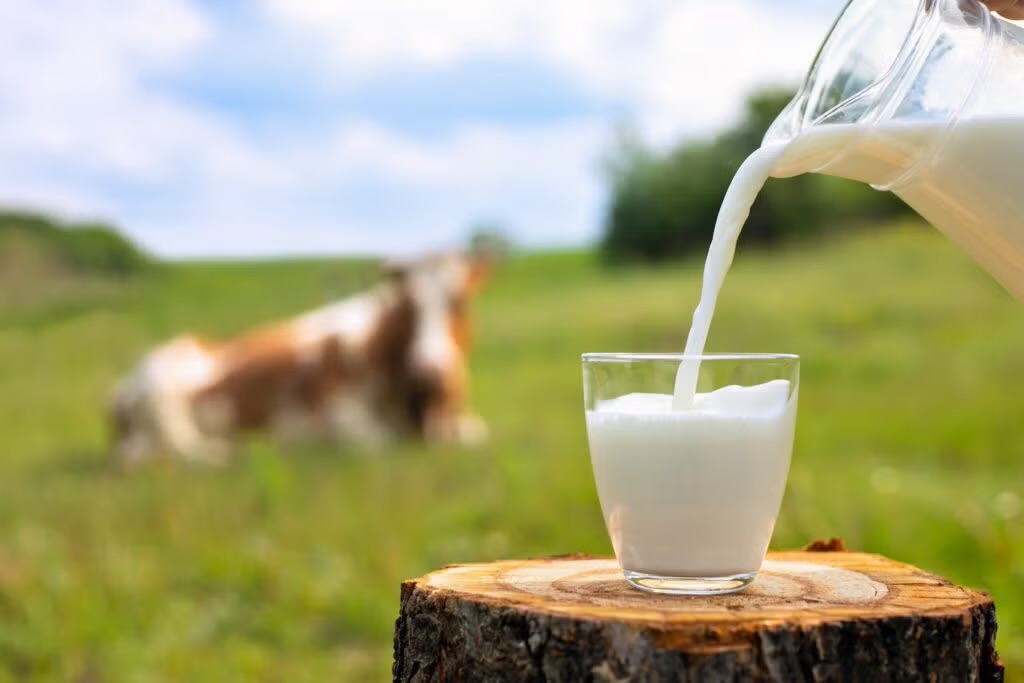 <p>Milk</p>