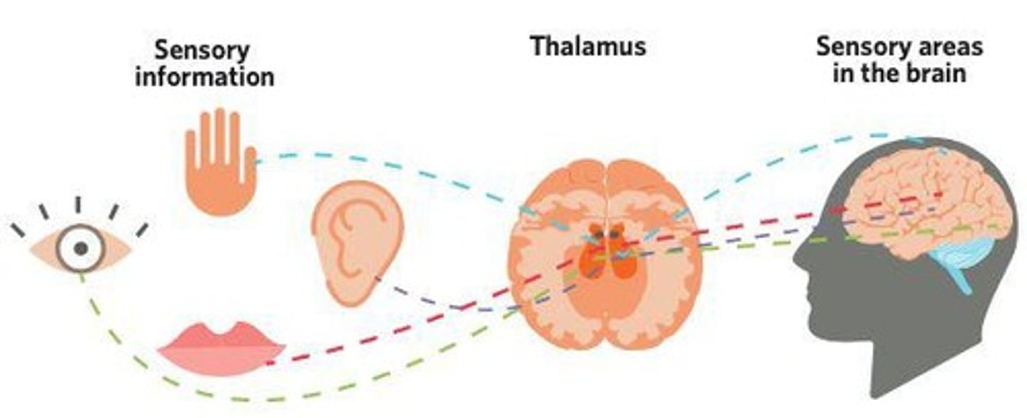 <p>To relay sensory information to the cerebral cortex</p>