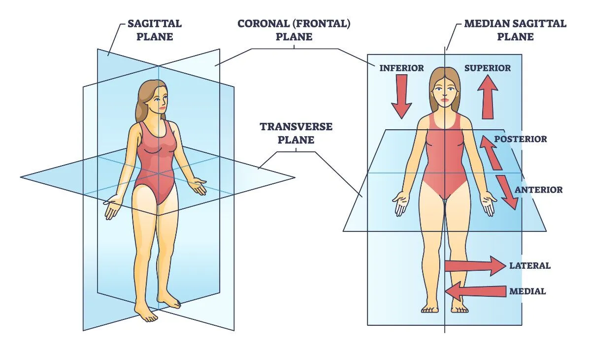 <p>Toward the midline of the body.</p>