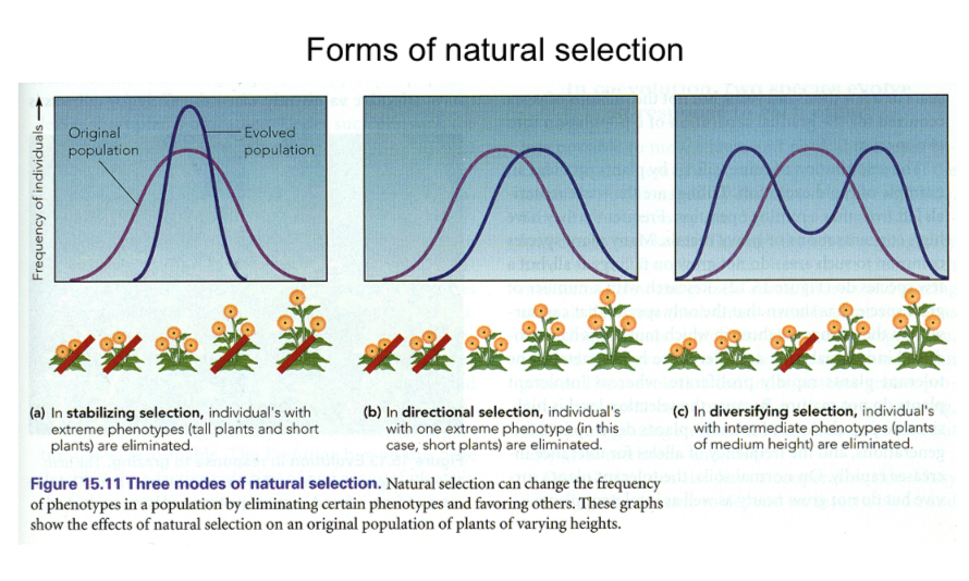 <ol><li><p>Directional selection changes the mean, but the varuiation around the new mean is similar</p></li><li><p>Stabilizing selections acts to keep mean of a trait the same while reducing variation</p></li></ol><ul><li><p>Seed size is often subject to stabilizing selection.</p></li><li><p>Plants produce smaller seeds don’t have adequate resources</p></li><li><p>Larger seeds produce fewer seeds</p></li><li><p>There is an optimum seed size for each species, and stabilizing selection tends to maintain that optimum seed size</p></li></ul><ol start="3"><li><p>Diversifying selection acts to remove the common phenotype. Effect is to increase variation in the population without changing the mean much</p></li></ol><p></p>