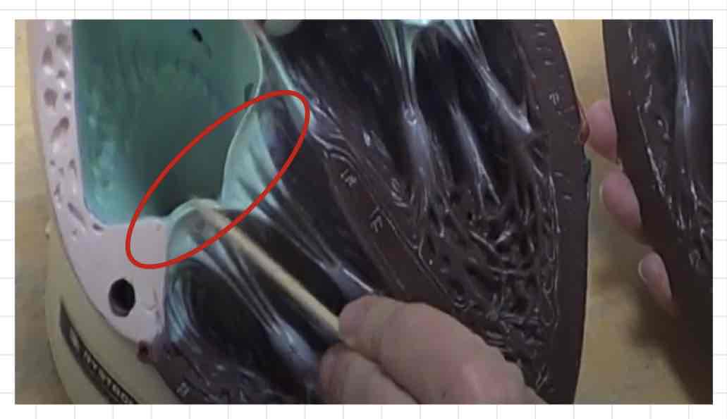 <p>what is this? (giant heart model)</p>