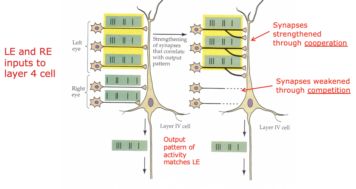 <ul><li><p>excited neurons synapses that are active together strengthened</p></li><li><p>inactive/out of synchrony synapse fibers weakened</p></li><li><p>results in<strong> precise retinotopic map</strong> and<strong> segregation</strong> of L/R eye influences in layer 4C</p></li></ul><p></p>
