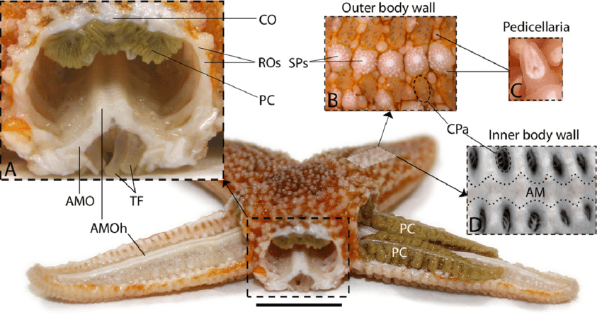 <p>How do most echinoderms move?</p>