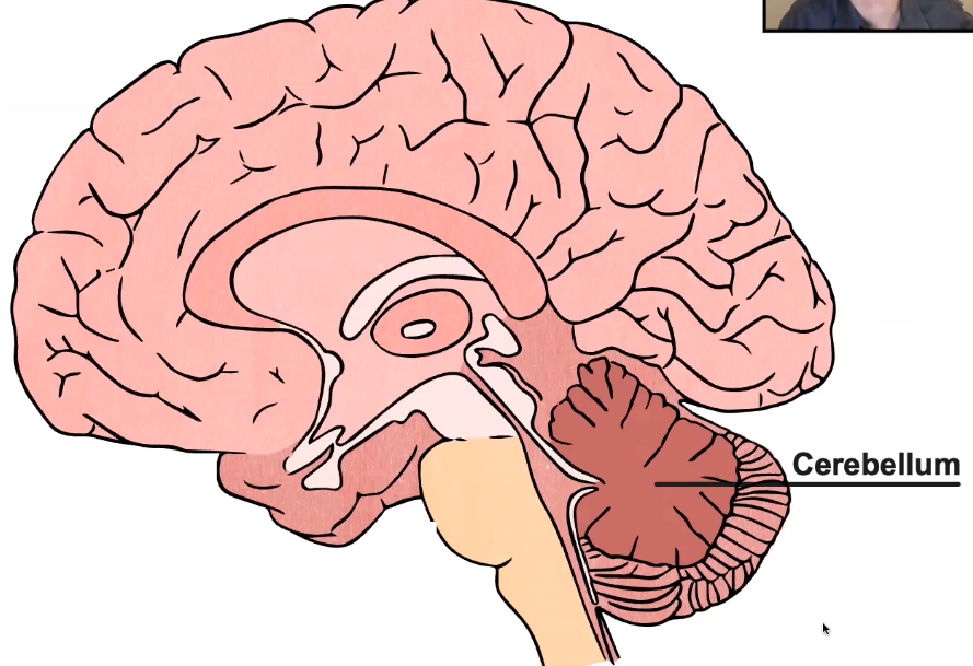 Cerebellum