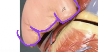 <p>What do these purple lines represent…</p>