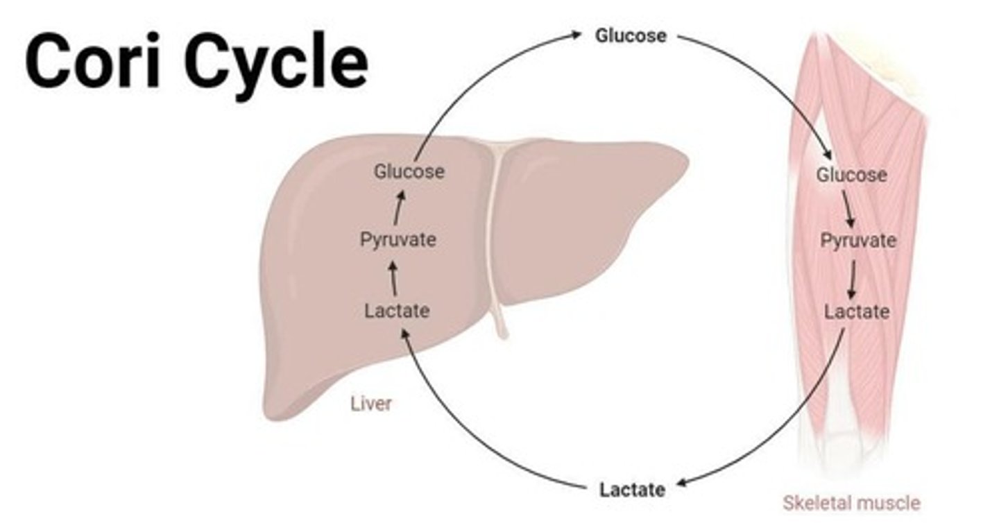 <p>A metabolic pathway where lactate is converted back to glucose in the liver via gluconeogenesis.</p>