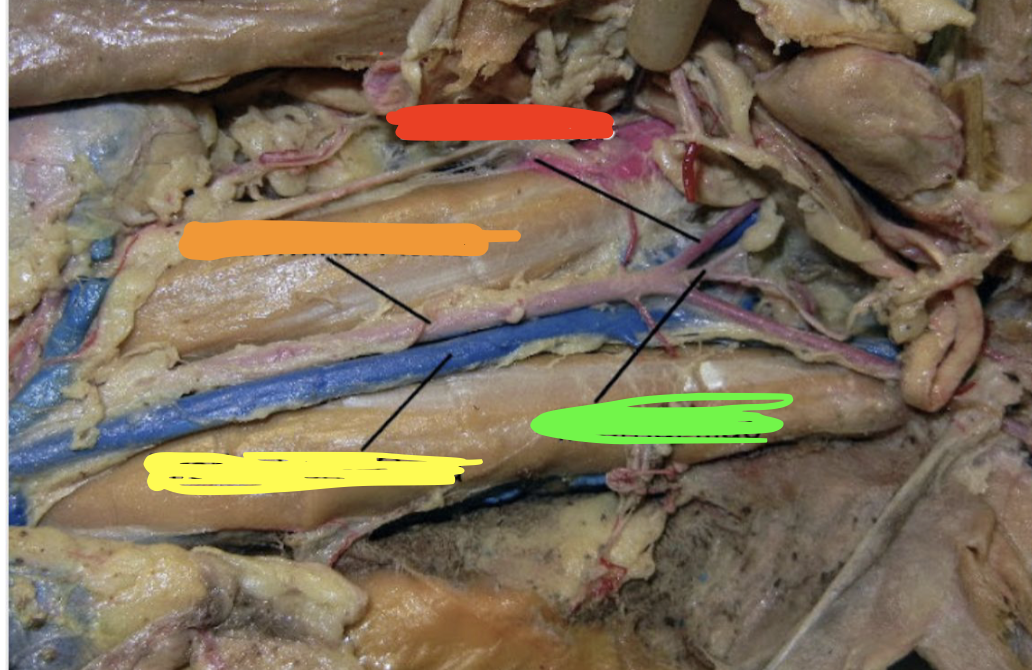 <p><strong>yellow line</strong></p>