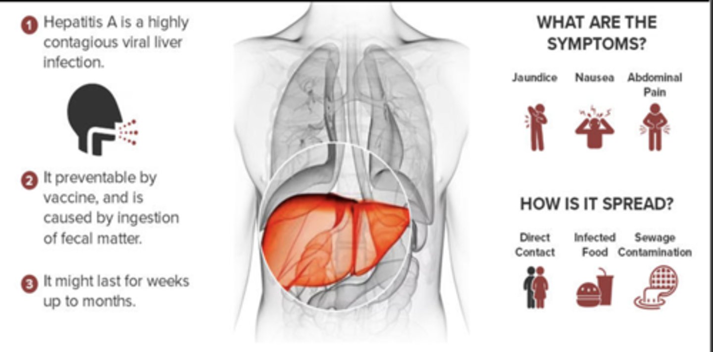<p>hepatitis A</p>