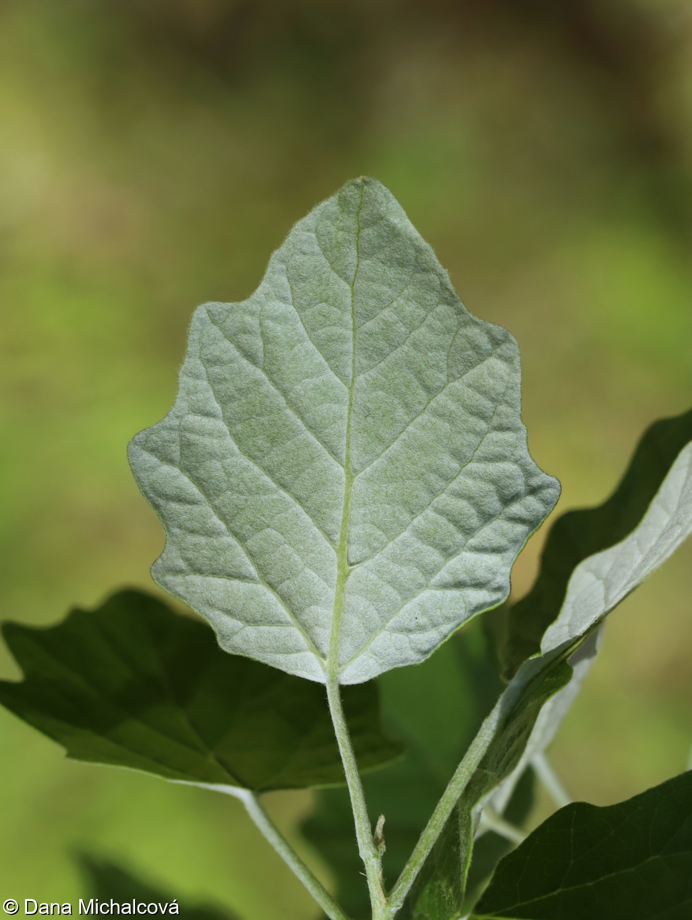 <p>Populus x canescens</p>