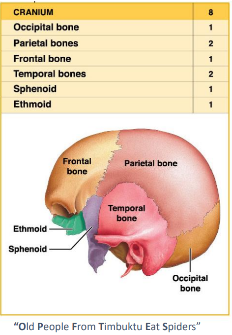 <ul><li><p>Occipital</p></li><li><p>Parietal 2</p></li><li><p>Frontal</p></li><li><p>Temporal 2</p></li><li><p>Sphenoid</p></li><li><p>Ethmoid</p></li></ul>