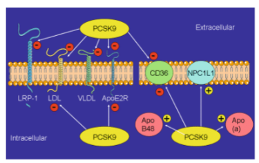 <ul><li><p>Apo B-48, NPC1L1, Apo-A</p></li><li><p>EVERYTHING ELSE IS DOWNREGULATED</p></li></ul>