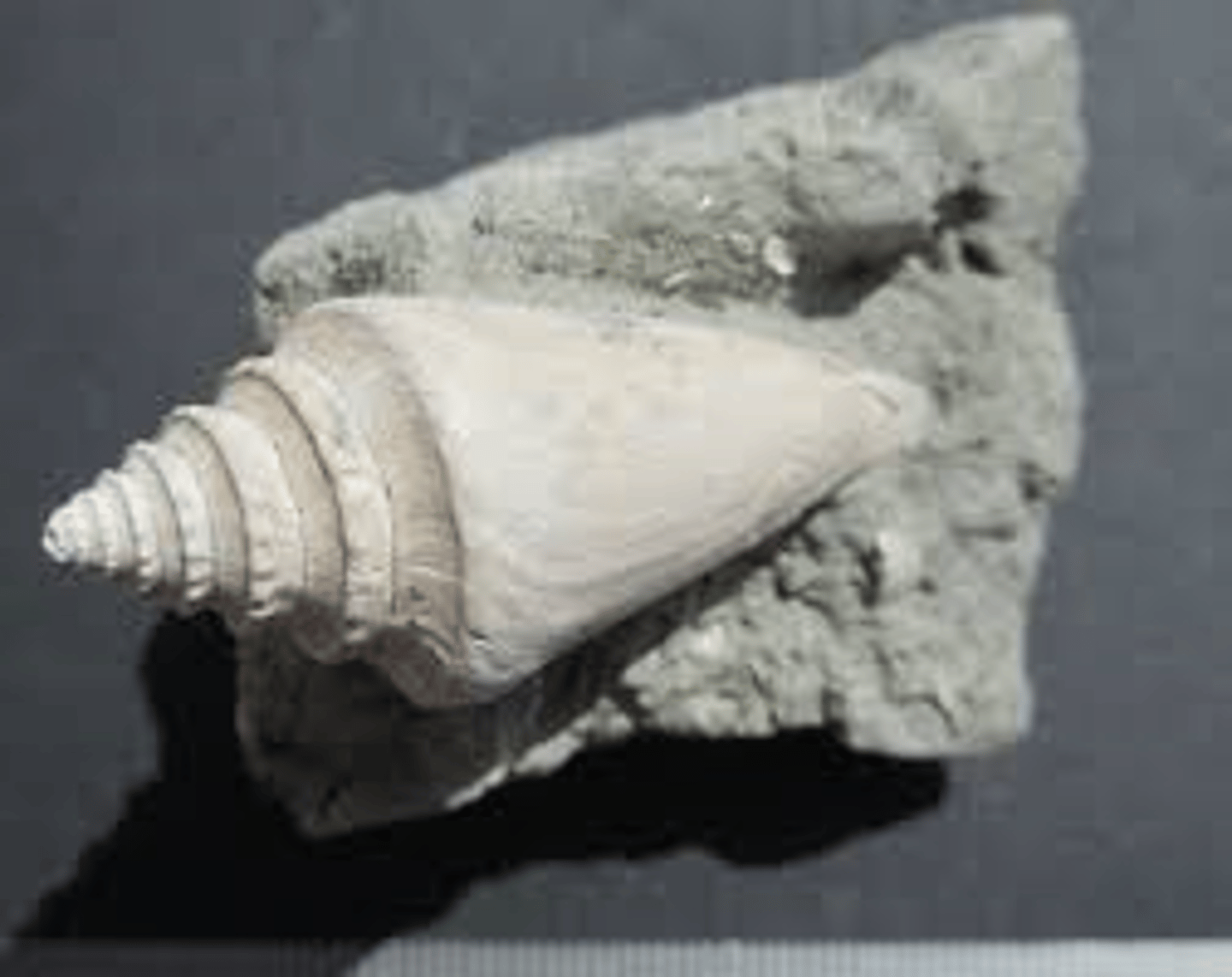 <p>Soft body, usually enclosed in a shell; Ex: Snail, Clam</p>