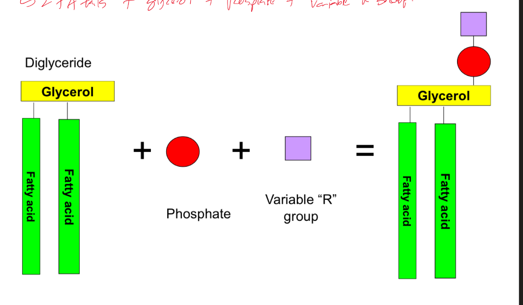 <ul><li><p>A derivative of glycerides</p></li><li><p>2 FA tails + glycerol + phosphate + variable R group</p></li><li><p>Amphipathic</p></li></ul>