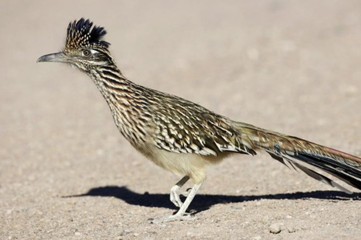 <p>cuckoos, roadrunners</p>