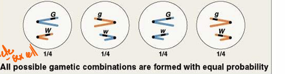 <p>gamete (sex cell - sperm and egg) forms </p>