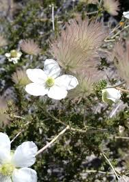 <p><em>Fallugia paradoxa </em></p>