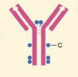 <p>What Ig is a monomer, has 2 antigen binding sites, and is a receptor on B cells</p>