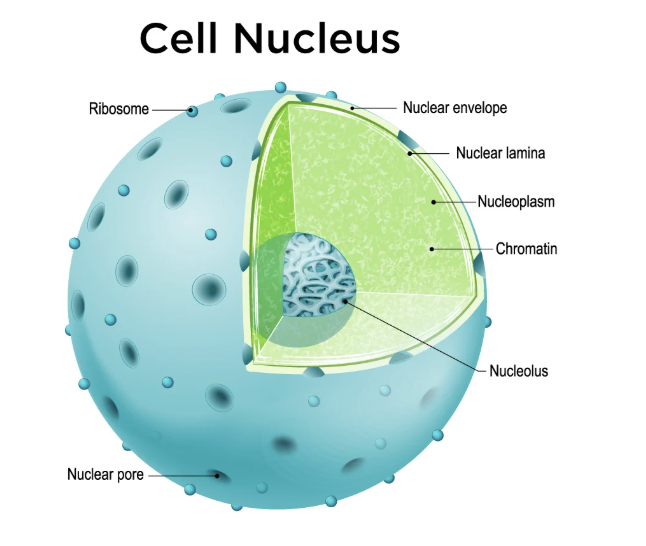 <p>Nucleus </p>