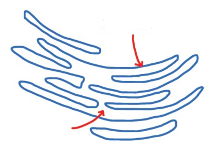 <p>Label the membrane in the smooth endoplasmic reticulum </p>